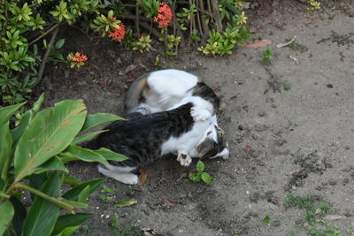 High angle view of cat on plant
