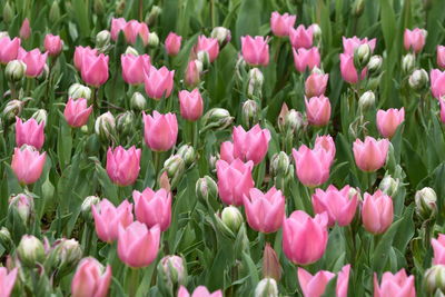 Close-up of pink flowers blooming in field