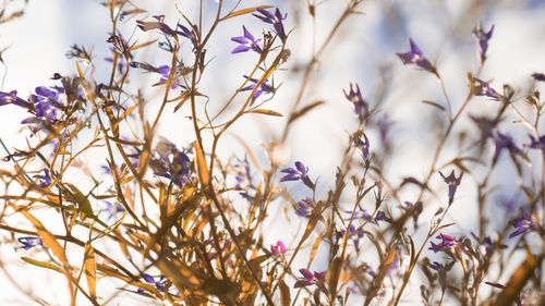 Close-up of purple flowering plants on field