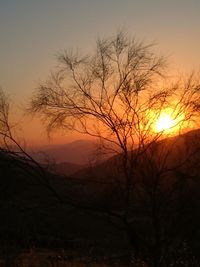 Low angle view of silhouette trees against sky at sunset