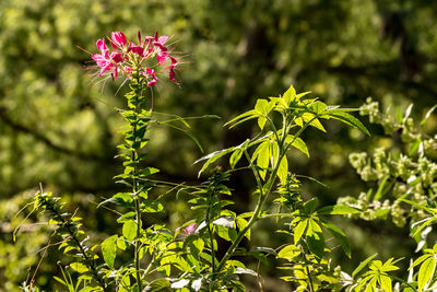 Close-up of flowering plant