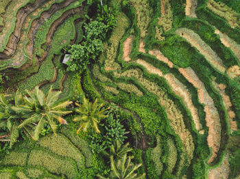 Full frame shot of rice paddy