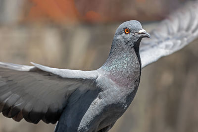 Close-up of seagull flying