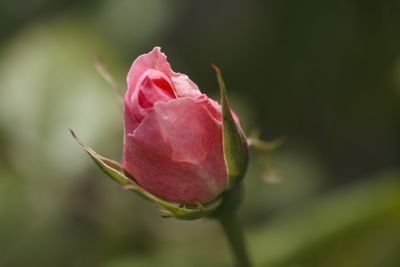 Close-up of pink rose