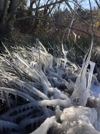 Snow covered land and trees in forest