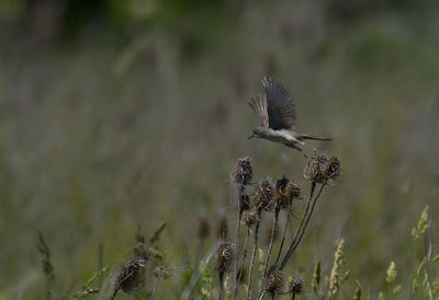 Close-up of a great reed warbler starting from a thistle plant on field