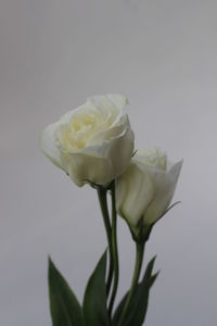 Close-up of rose against white background