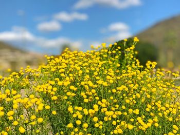 Close-up of yellow flowering plants on field