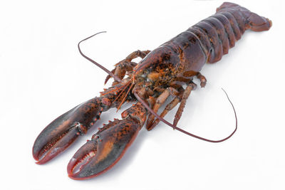 Close-up of crab over white background