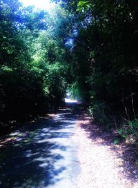 Road amidst trees in forest