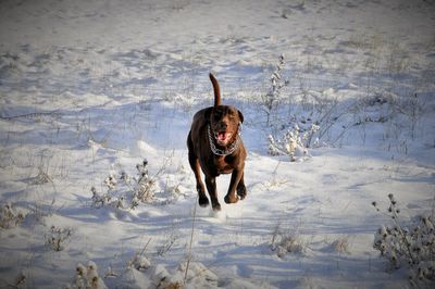 Dog running in snow