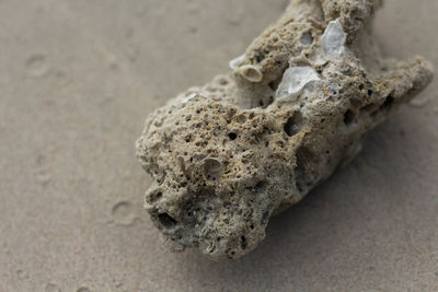 High angle view of a lizard on sand