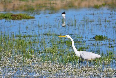 Bird in a lake