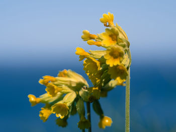 Close-up of yellow flowering plant against blue sky