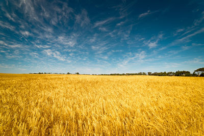 Scenic view of field against sky