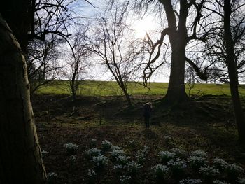 Trees on field against sky