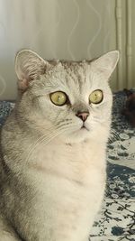 Close-up portrait of a cat