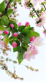 Low angle view of bougainvillea blooming on tree