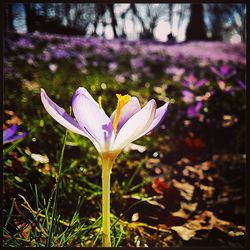 Close-up of purple flowers blooming outdoors