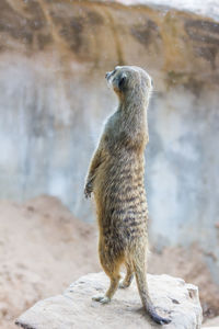 Squirrel standing on rock