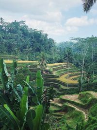 Scenic view of agricultural field against sky