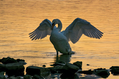View of pelican on water