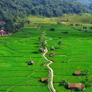 Green rice fields with cool rural air