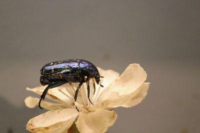 Close-up of insect on flower