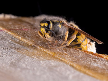 Close-up of insect