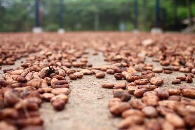 Surface level of ground