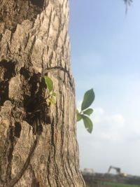 Close-up of insect on tree trunk