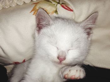 Close-up of cat sleeping