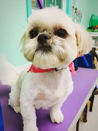 Close-up portrait of a dog