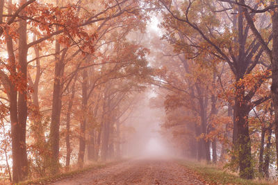 Autumn magic forest. alley landscape  morning fog. wood, rural road, travel, fall  tunnel, tourism 