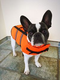 Portrait of dog standing on floor