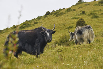 Sheep in a field