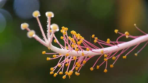 Close-up of flowers growing on tree