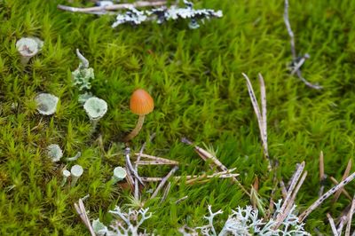 Close-up of mushroom growing on field