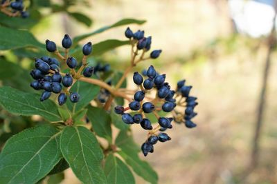 Viburno fruit