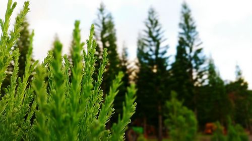 Close-up of crop growing in field