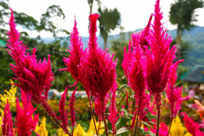 Close-up of pink flowering plants on field