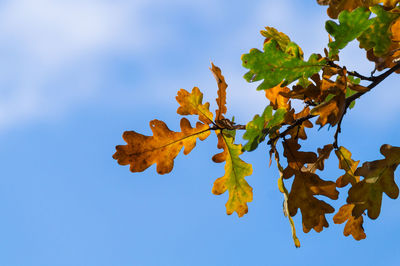 Low angle view of flowers on tree