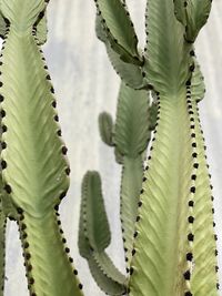 Close-up of succulent plant