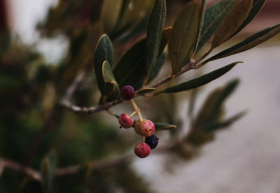 Close-up of berries growing on tree