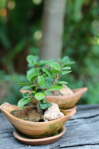 Close-up of potted plant on table