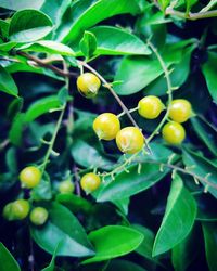 Close-up of fruits growing on plant