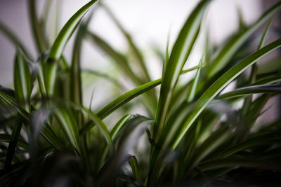 Close-up of plant growing in field