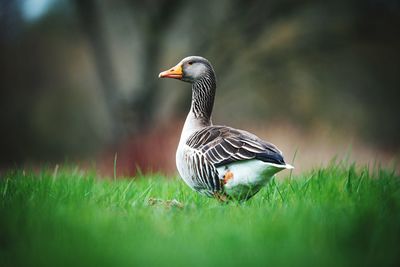 Bird on a field