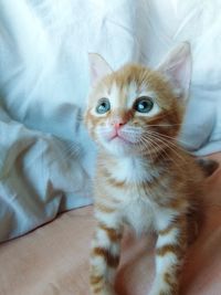 Portrait of kitten on bed