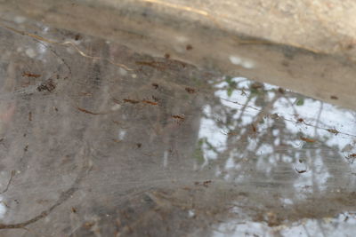 Close-up of insect on water